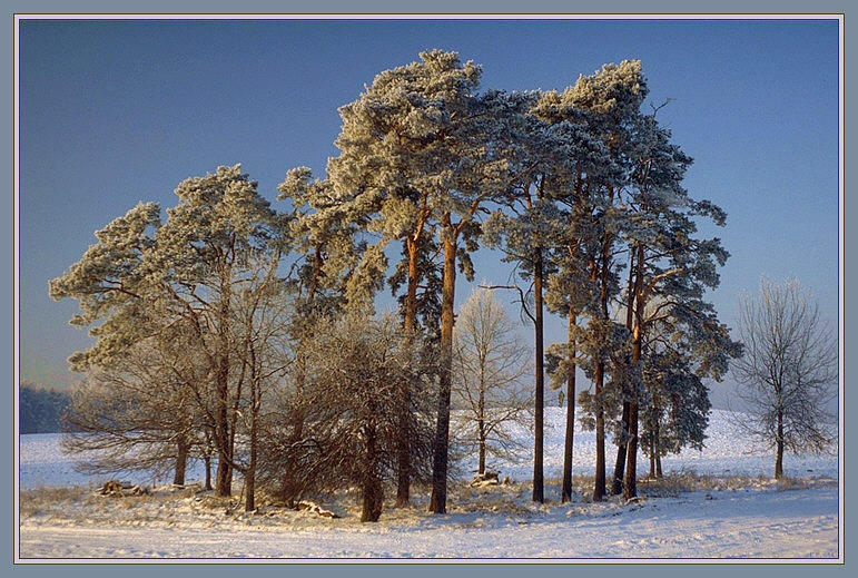 Kiefern im Winter