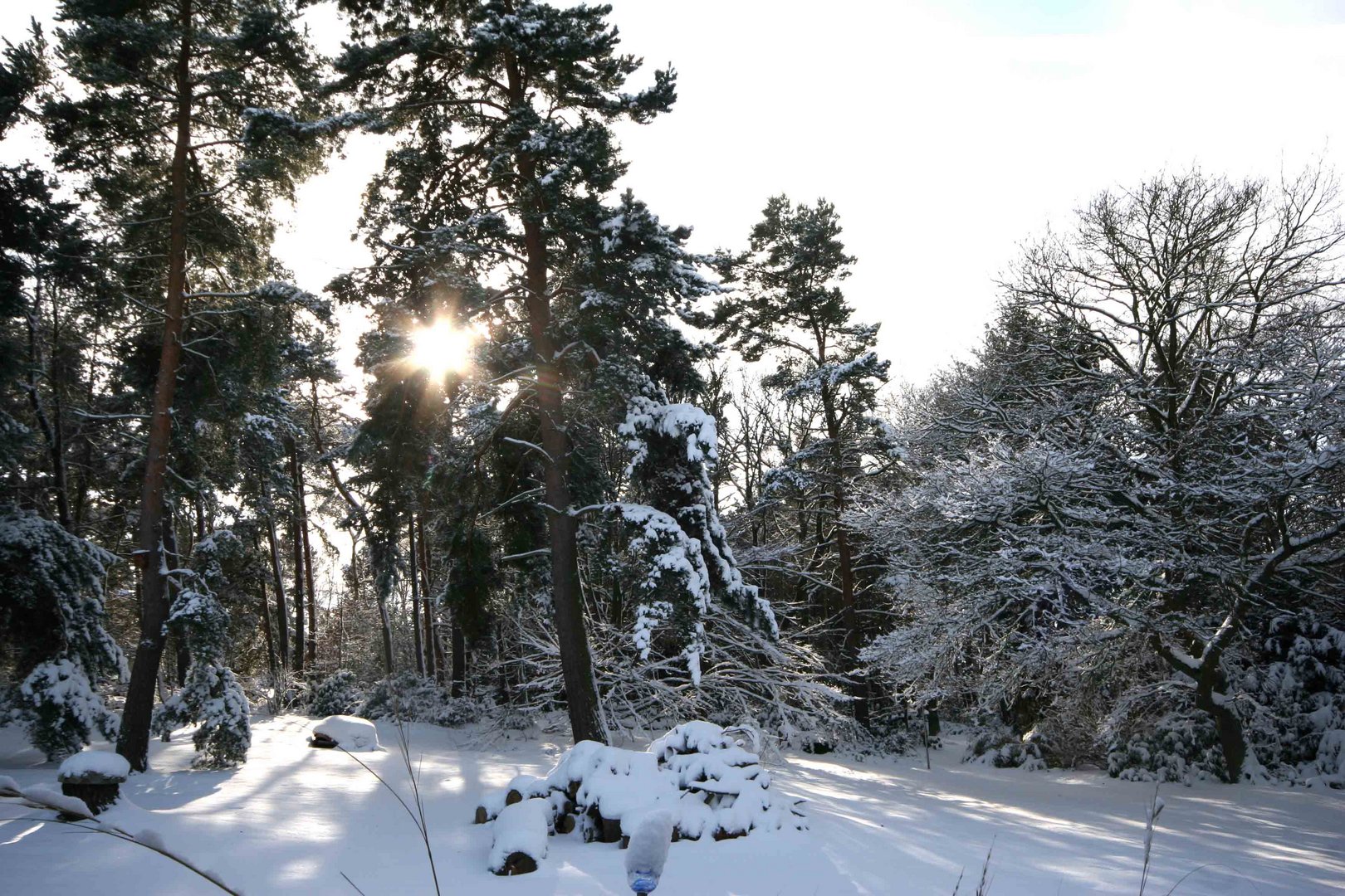 Kiefern im Winter