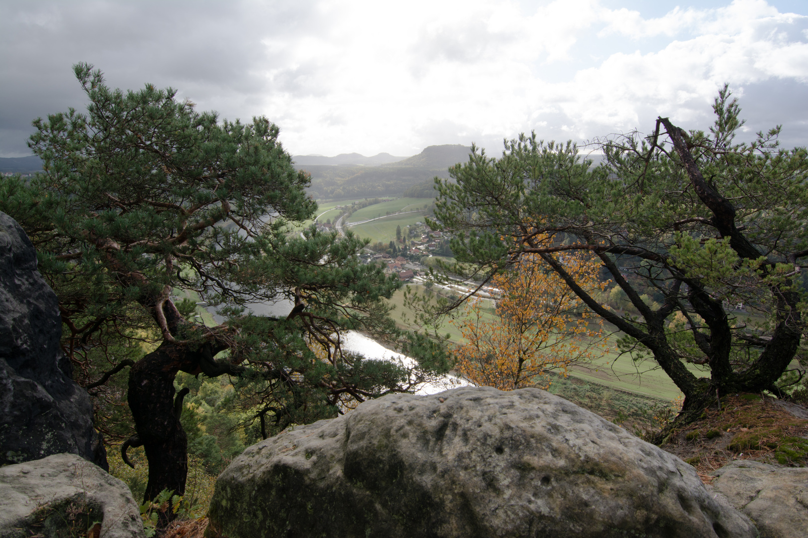 Kiefern mit grandioser Aussicht