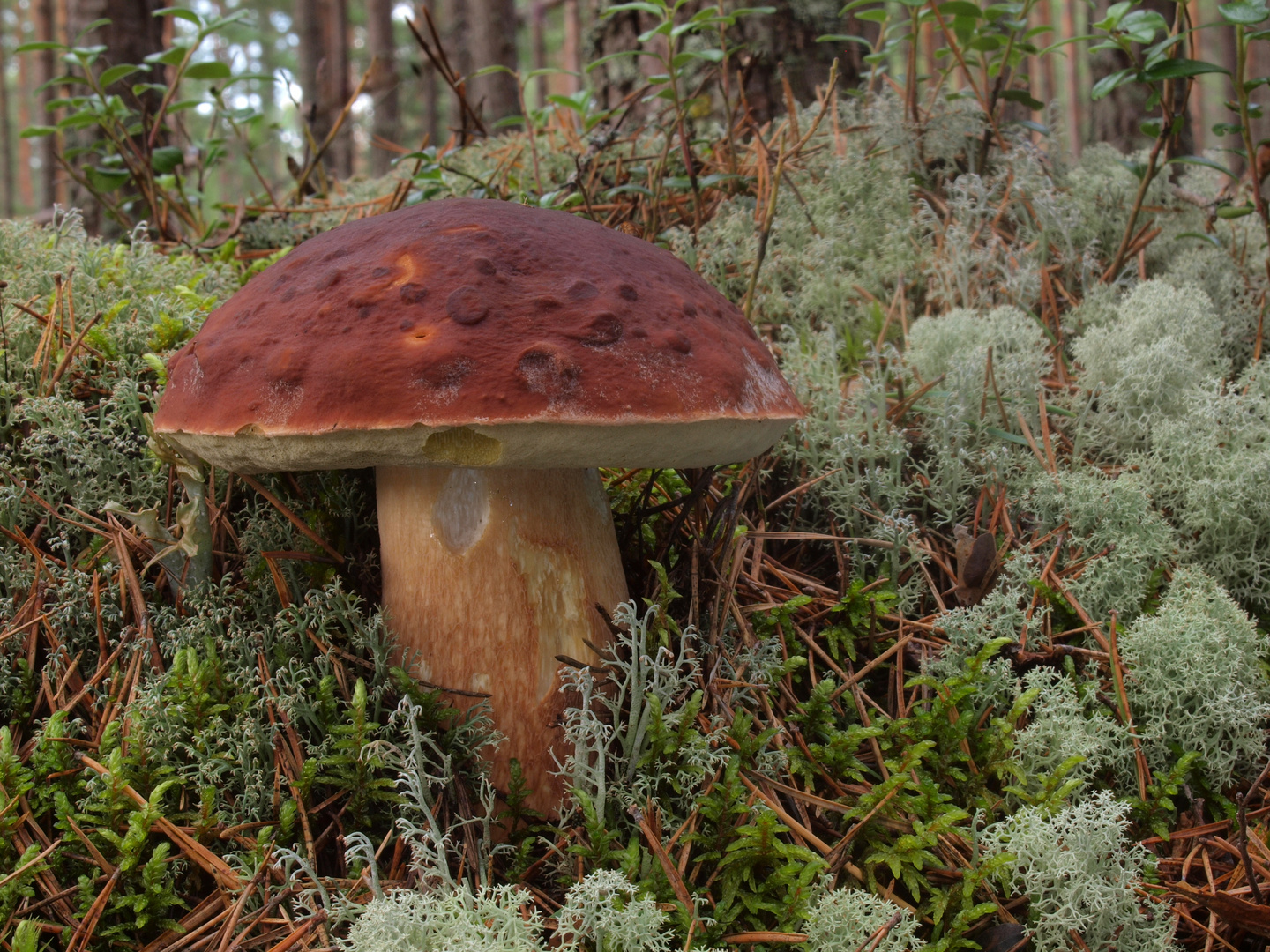 Kiefern- oder Rothütiger Steinpilz (Boletus pinophilus)