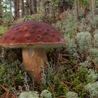 Kiefern- oder Rothütiger Steinpilz (Boletus pinophilus)