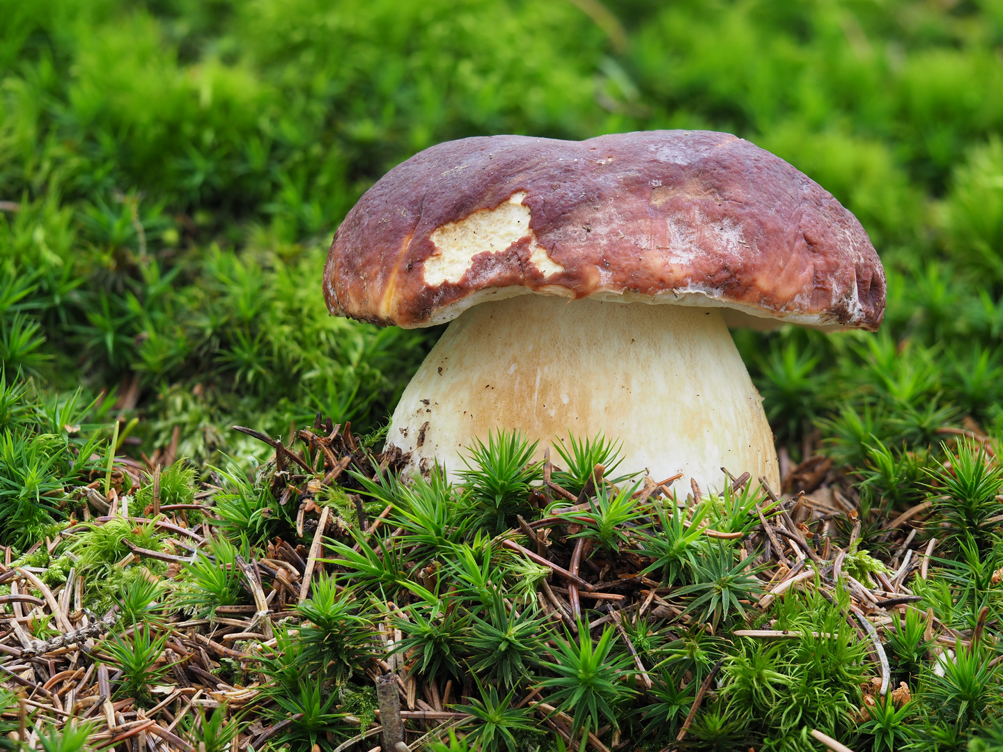 Kiefern- oder Rothütiger Steinpilz (Boletus pinophilus)