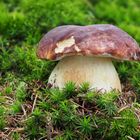 Kiefern- oder Rothütiger Steinpilz (Boletus pinophilus)