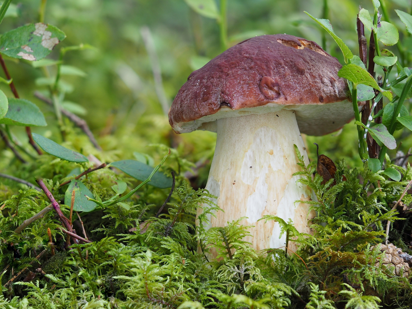 Kiefern- oder Rothütiger Steinpilz (Boletus pinophilus)