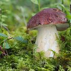 Kiefern- oder Rothütiger Steinpilz (Boletus pinophilus)