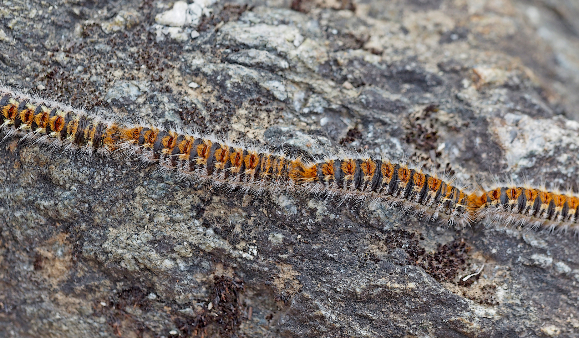 Kiefern-Prozessionsspinner-Raupen (Thaumetopoea pityocampa)