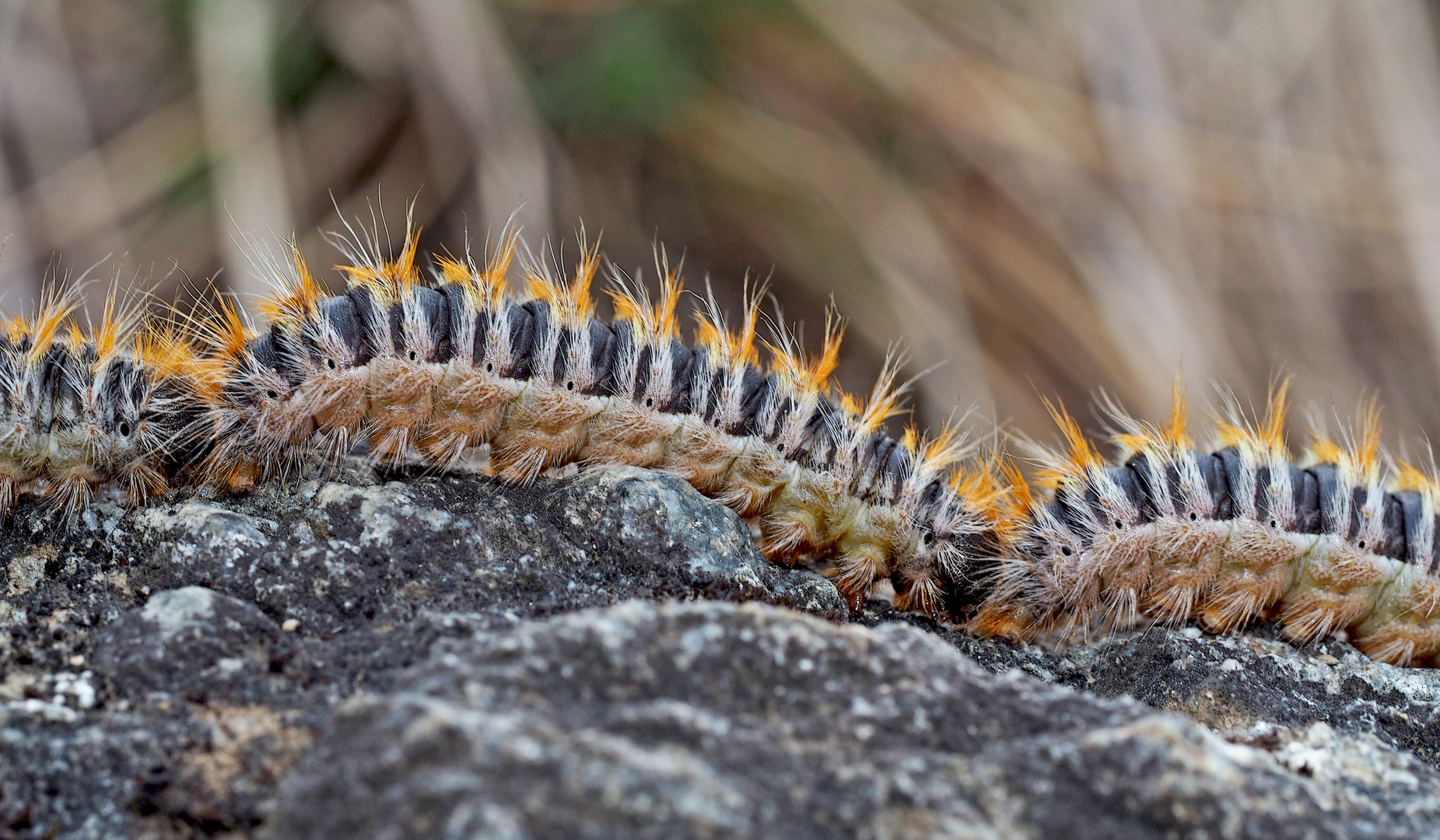 Kiefern-Prozessionsspinner-Raupen (Thaumetopoea pityocampa)