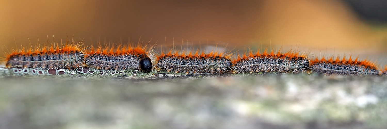 Kiefern-Prozessionsspinner-Raupen (Thaumetopoea pityocampa) - Chenille processionnaire du pin. 2.