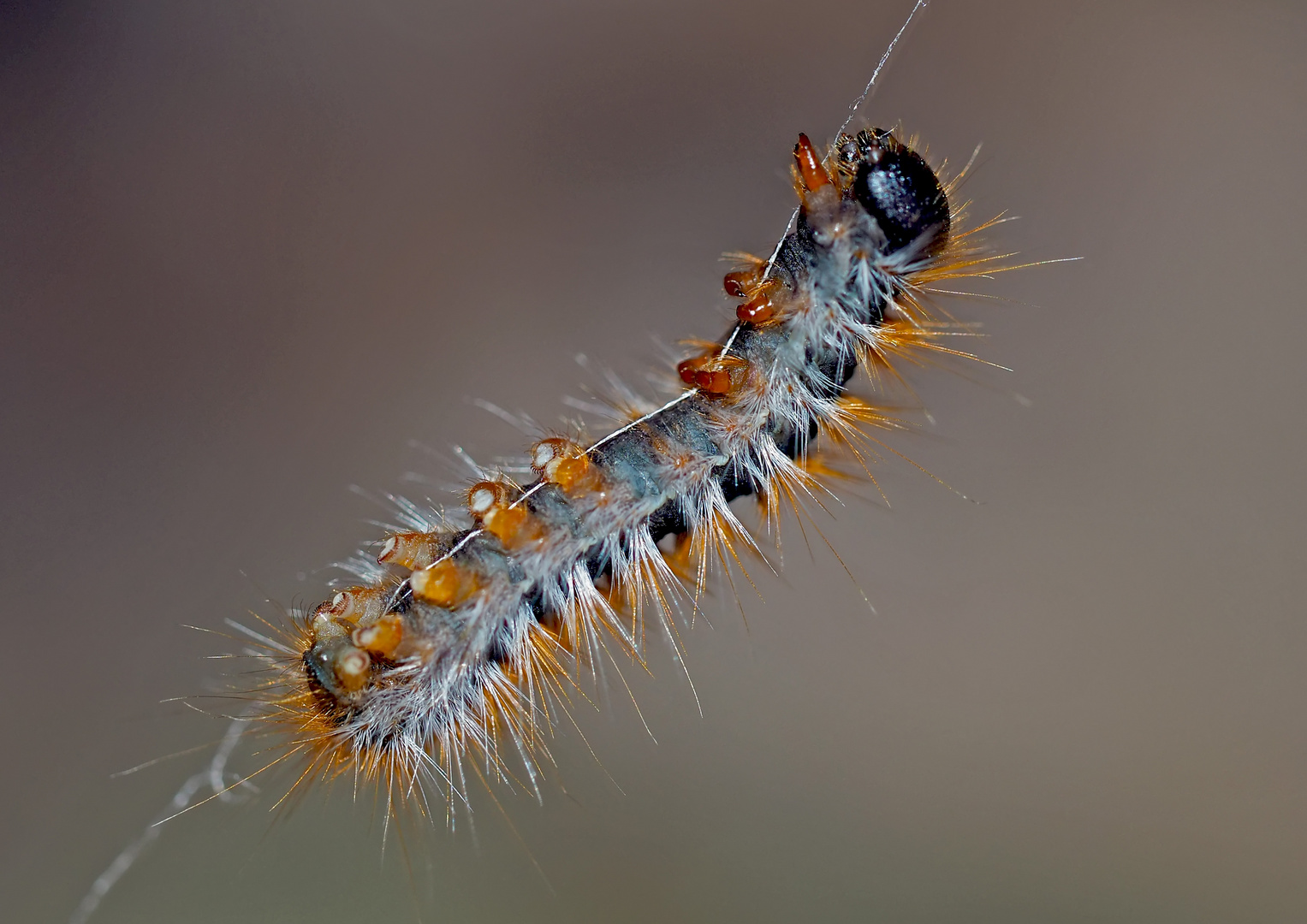 Kiefern-Prozessionsspinner-Raupen (Thaumetopoea pityocampa) - Chenille processionnaire du pin. 4.