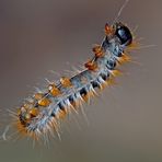 Kiefern-Prozessionsspinner-Raupen (Thaumetopoea pityocampa) - Chenille processionnaire du pin. 4.