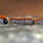 Kiefern-Prozessionsspinner-Raupen (Thaumetopoea pityocampa) - Chenille processionnaire du pin.