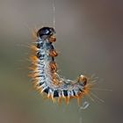 Kiefern-Prozessionsspinner-Raupen (Thaumetopoea pityocampa) - La chenille processionnaire du pin. 3.