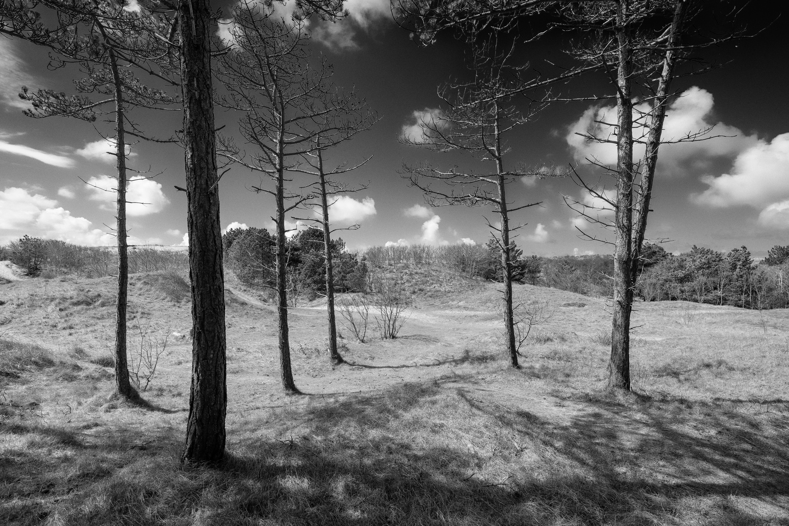 Kiefern Schatten und Wolken