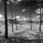 Kiefern Schatten und Wolken