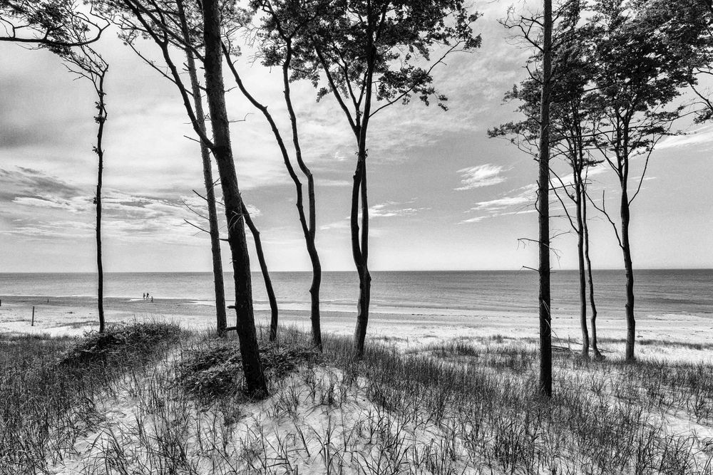 Kiefern und Buchen, Weststrand