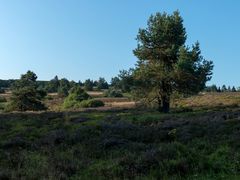 Kiefern unter blauem Himmel