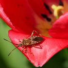 Kiefern-Wanze_100_3610_Leptoglossus occidentalis_X