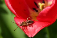 Kiefern-Wanze_100_3610_Leptoglossus occidentalis_X