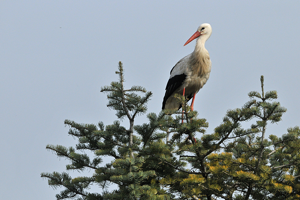 Kiefern – Weißstorch