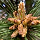 Kiefernblüte ( Pinus sylvestris,)