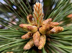 Kiefernblüte ( Pinus sylvestris,)