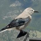 Kiefernhäher - Clark’s Nutcracker (Nucifraga columbiana)