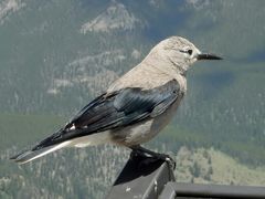 Kiefernhäher - Clark’s Nutcracker (Nucifraga columbiana)