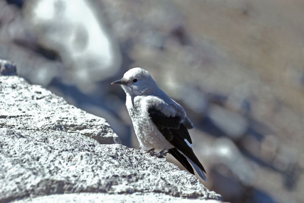 Kiefernhäher (Nucifraga columbiana)