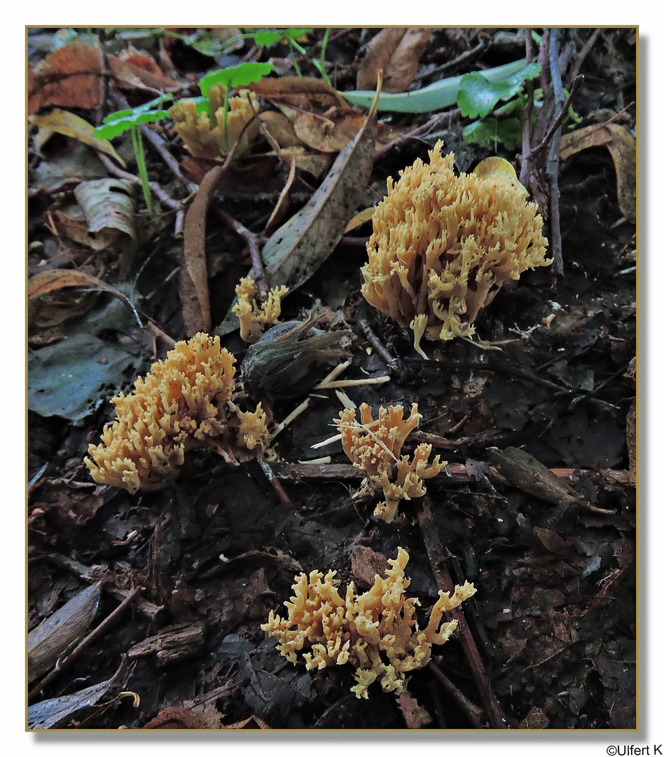 Kiefernkoralle Ramaria eumorpha