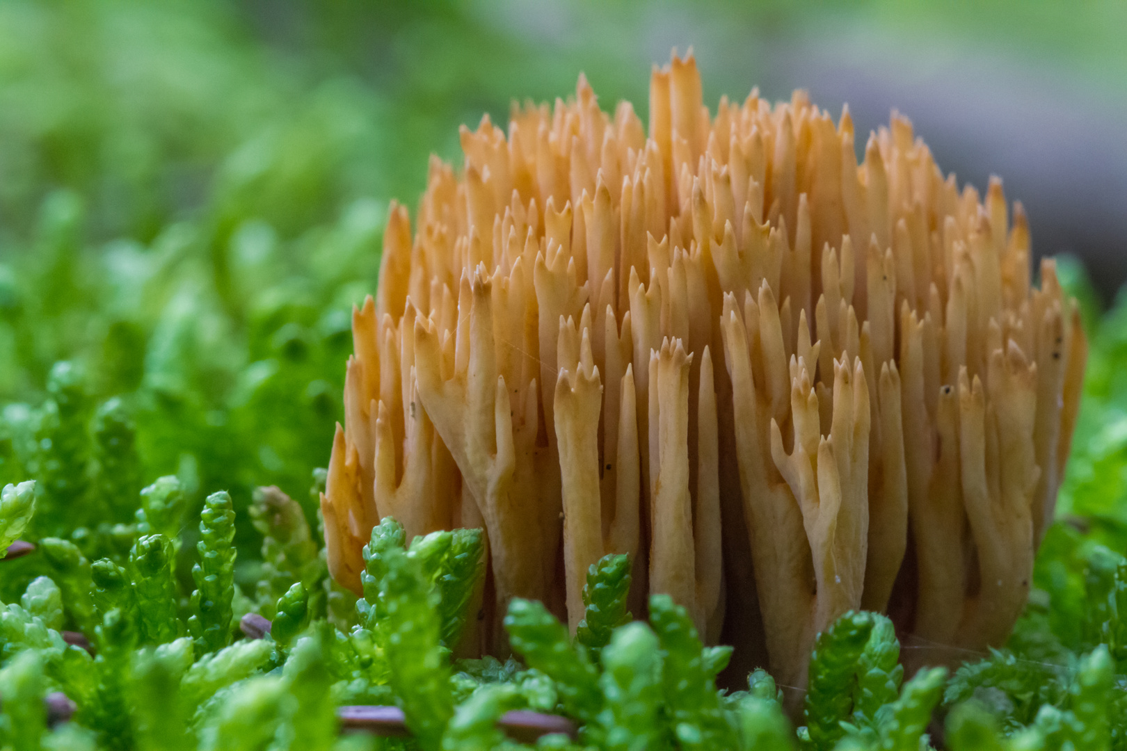 Kiefernkoralle (Ramaria eumorpha)