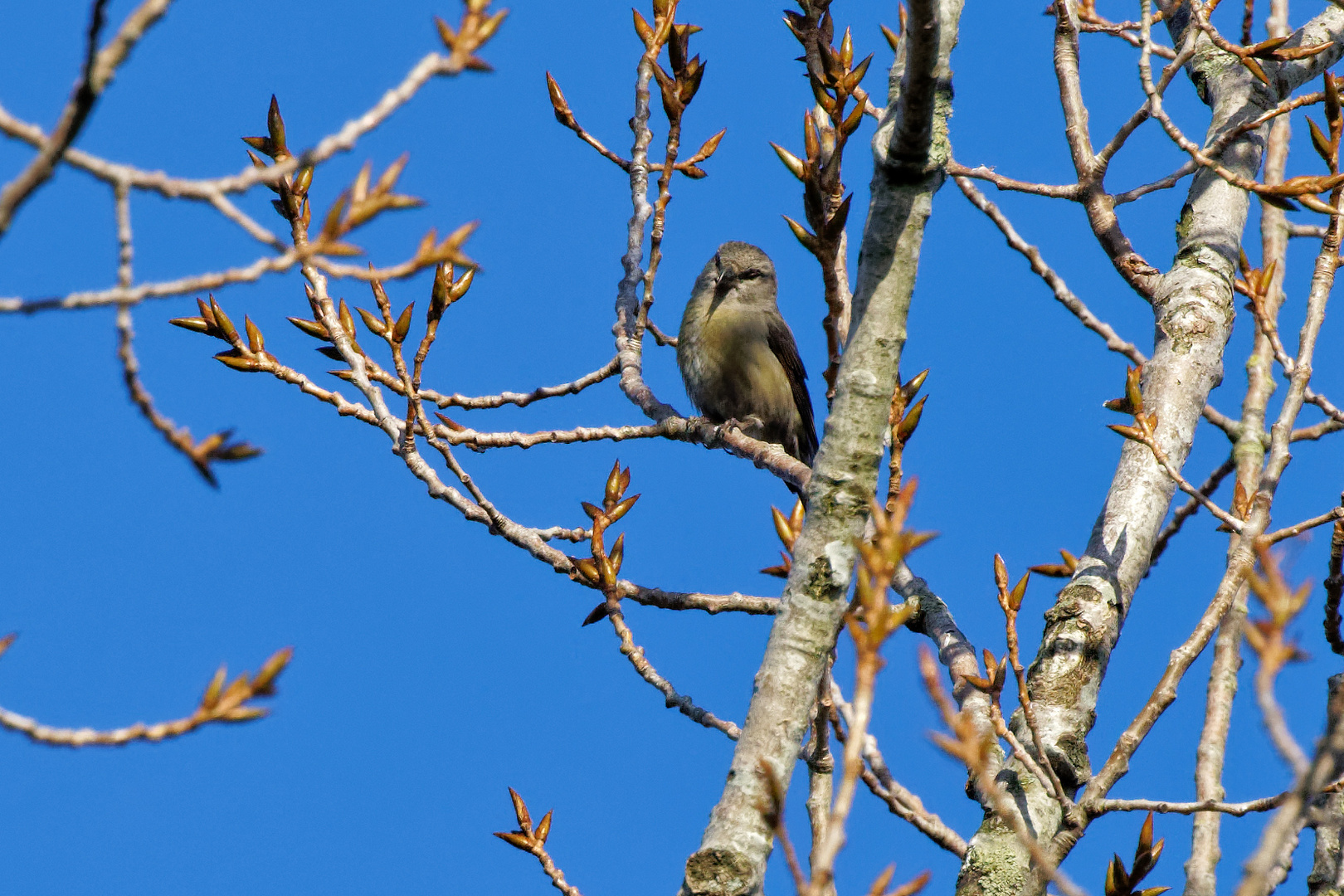 Kiefernkreuzschabel Weibchen