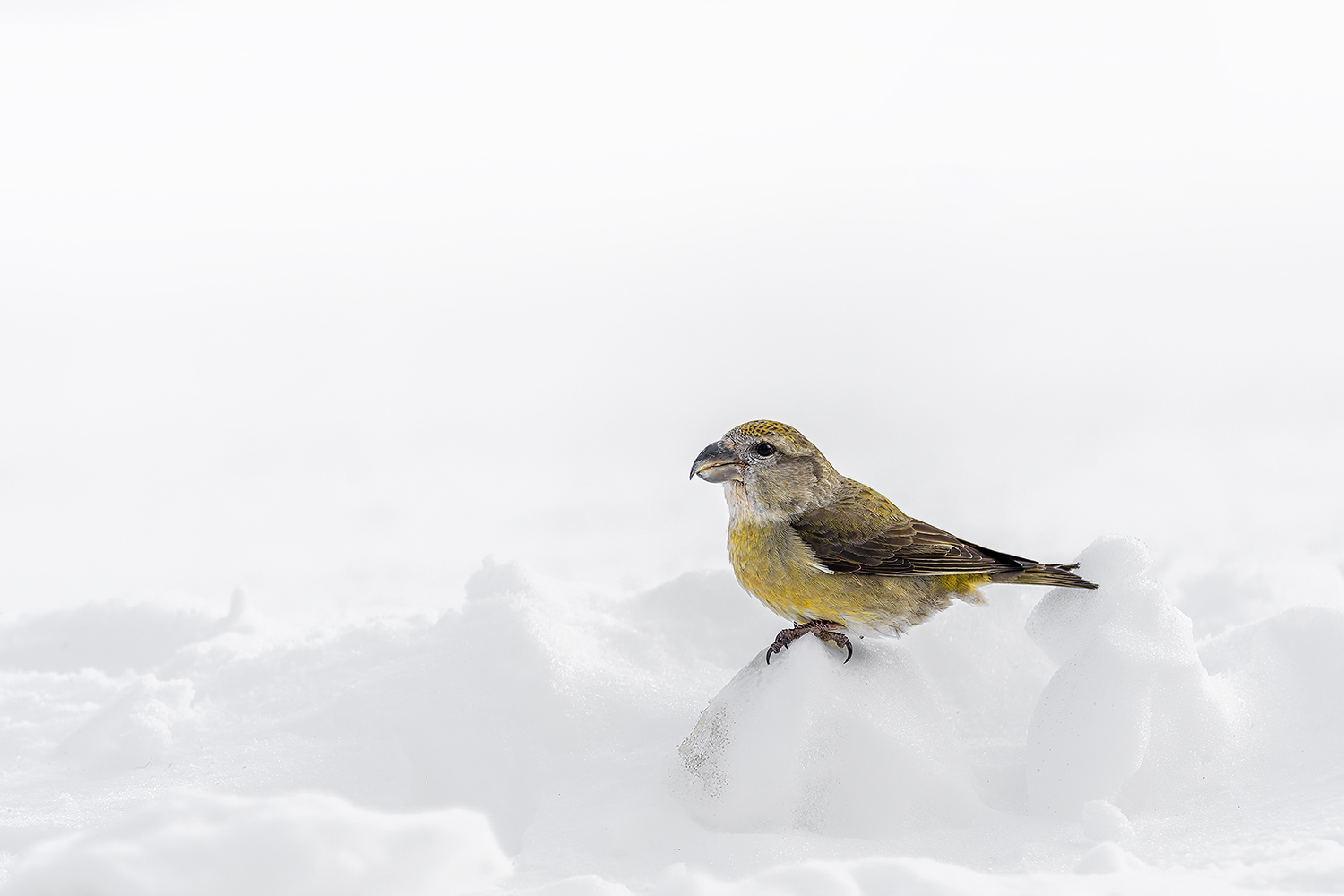 Kiefernkreuzschnabel im Schnee entdeckt