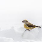 Kiefernkreuzschnabel im Schnee entdeckt