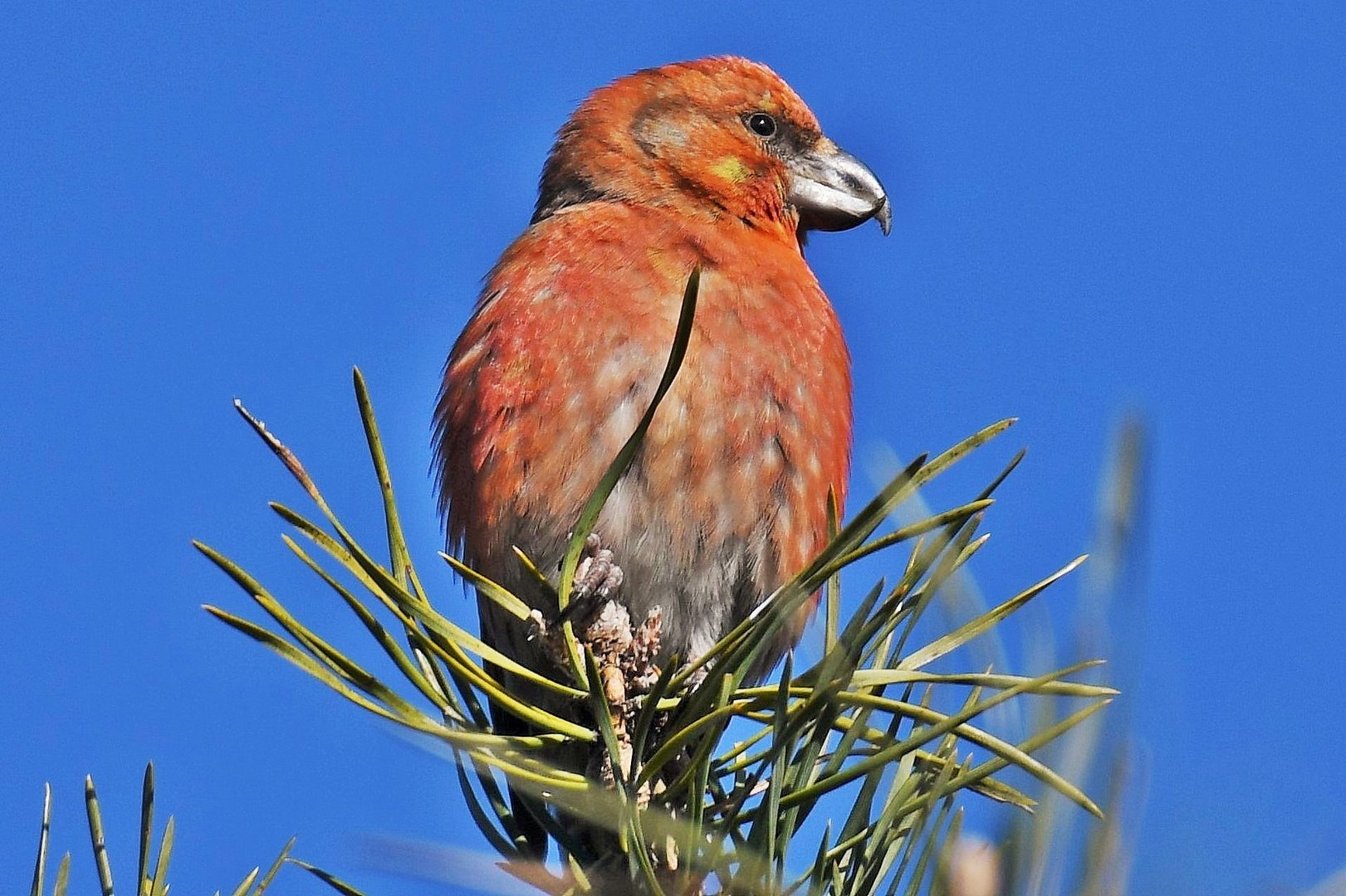 Kiefernkreuzschnabel in der Lübeburger Heide