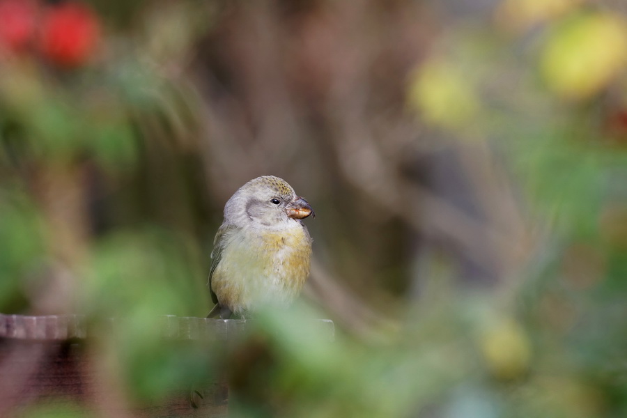 Kiefernkreuzschnabel ( Loxia pytyopsittacus )