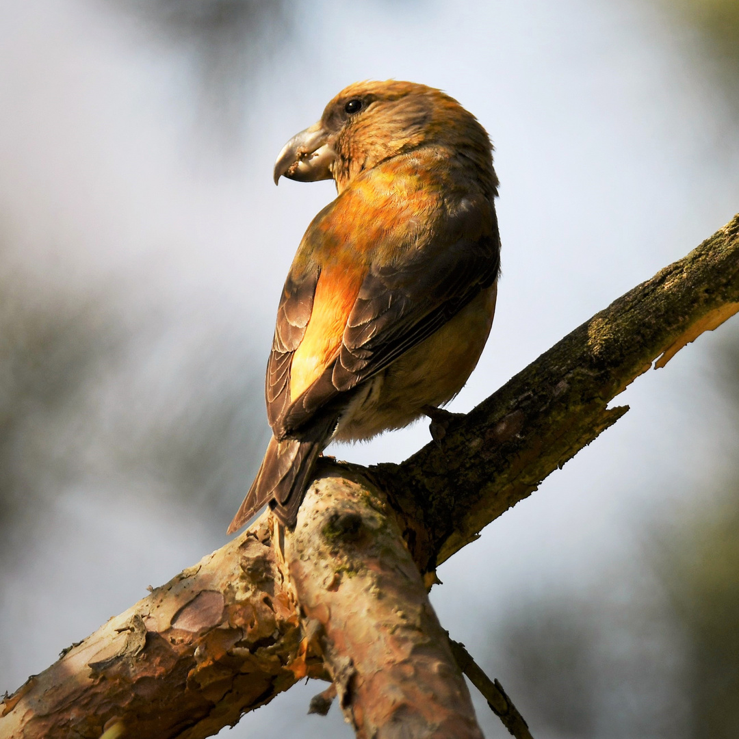 Kiefernkreuzschnabel - Lüneburger Heide - April 2018