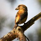 Kiefernkreuzschnabel - Lüneburger Heide - April 2018