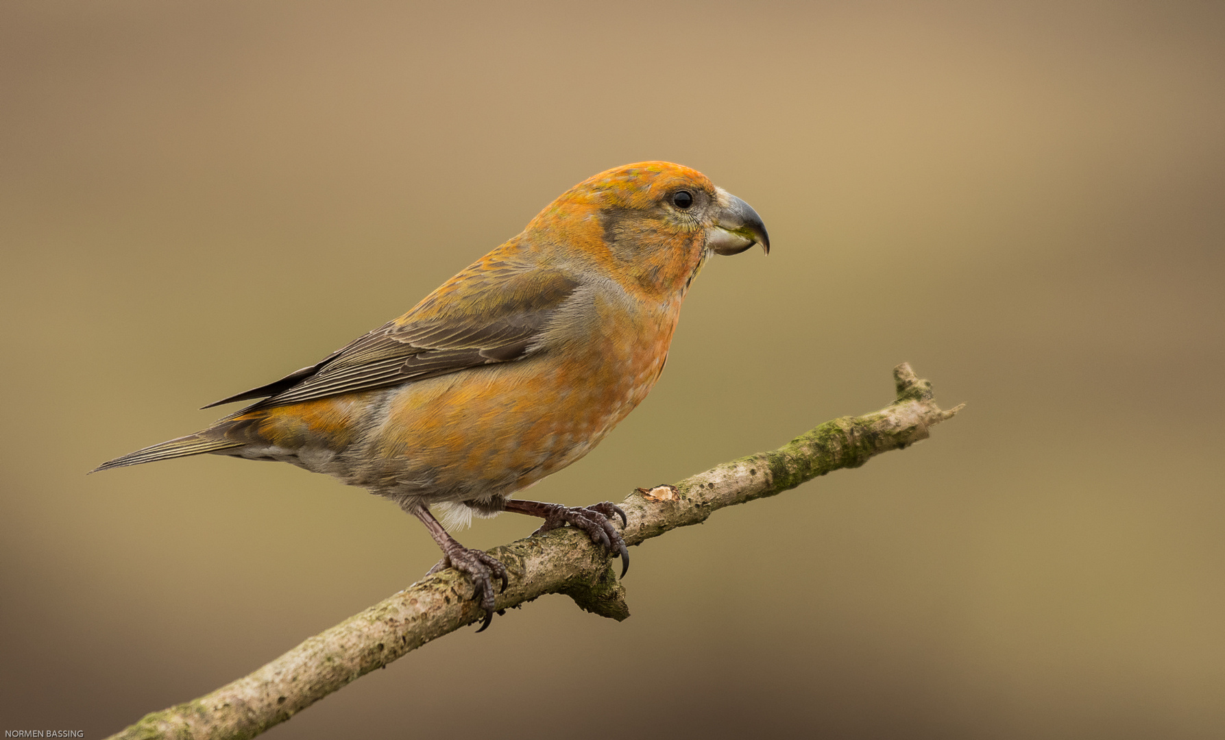 Kiefernkreuzschnabel männlich ( Loxia pytyopsittacus )