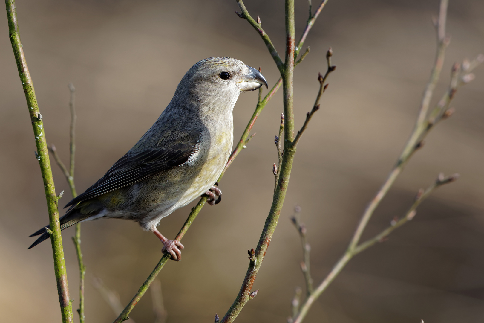 Kiefernkreuzschnabel Weibchen