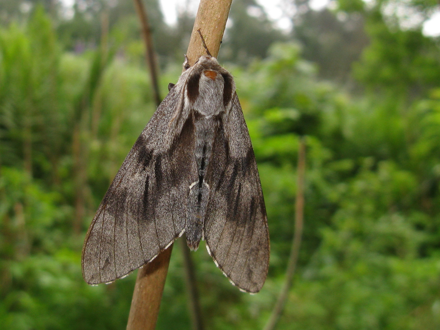 Kiefernschwärmer (Hyloicus pinastri)