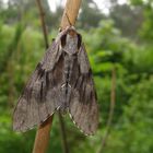 Kiefernschwärmer (Hyloicus pinastri)