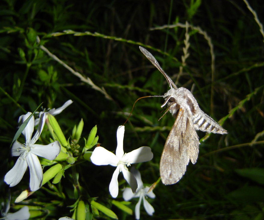 Kiefernschwärmer (Hyloicus pinastri)