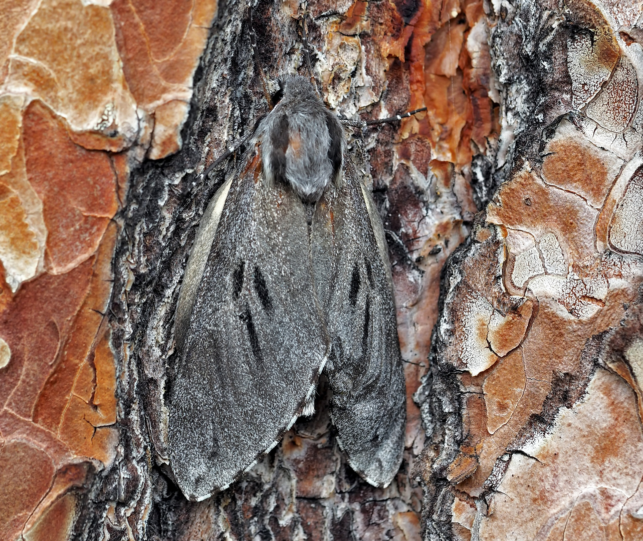 Kiefernschwärmer (Hyloicus pinastri), ev. das Männchen?) 