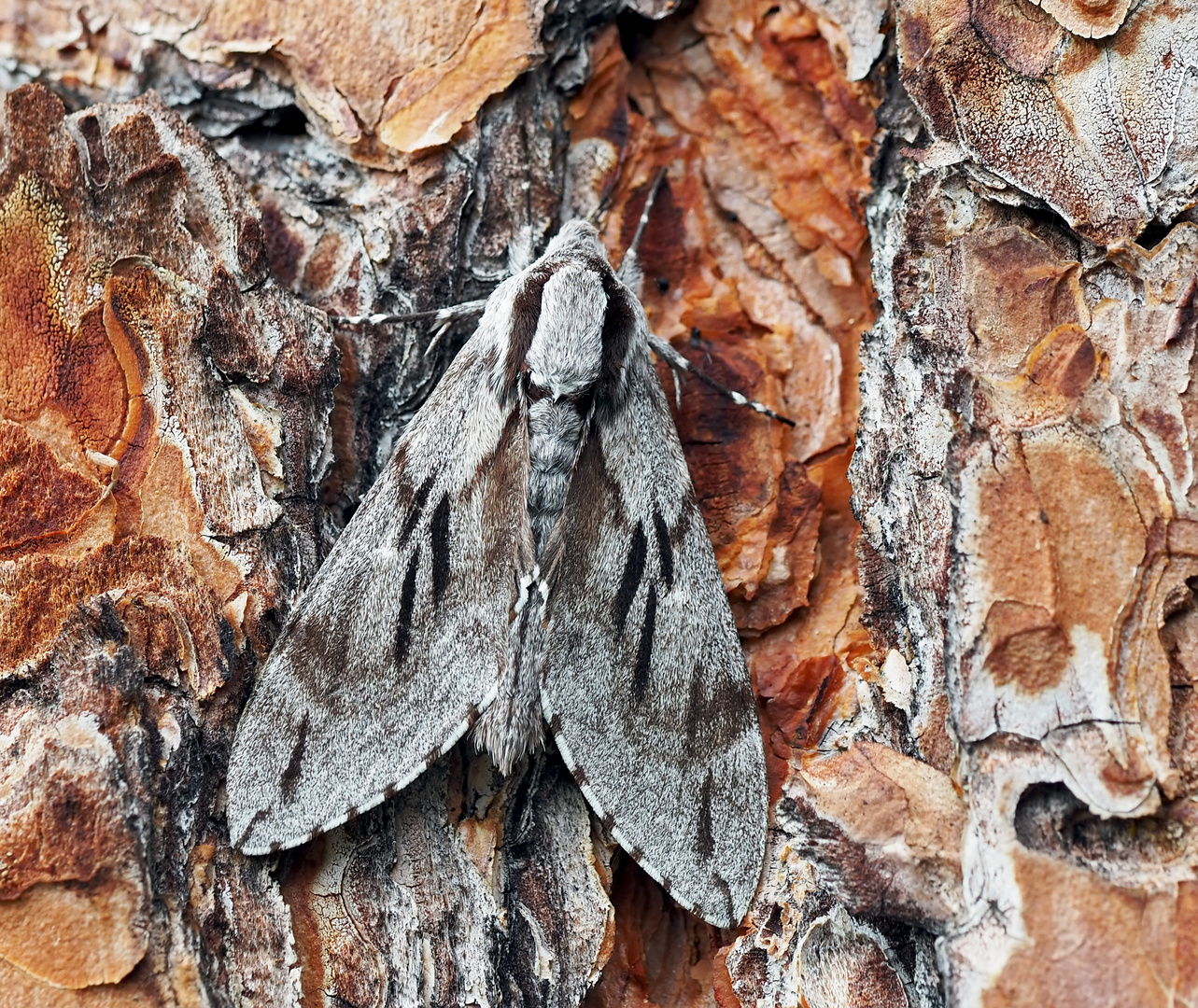 Kiefernschwärmer (Hyloicus pinastri) - Le Sphinx du Pin.