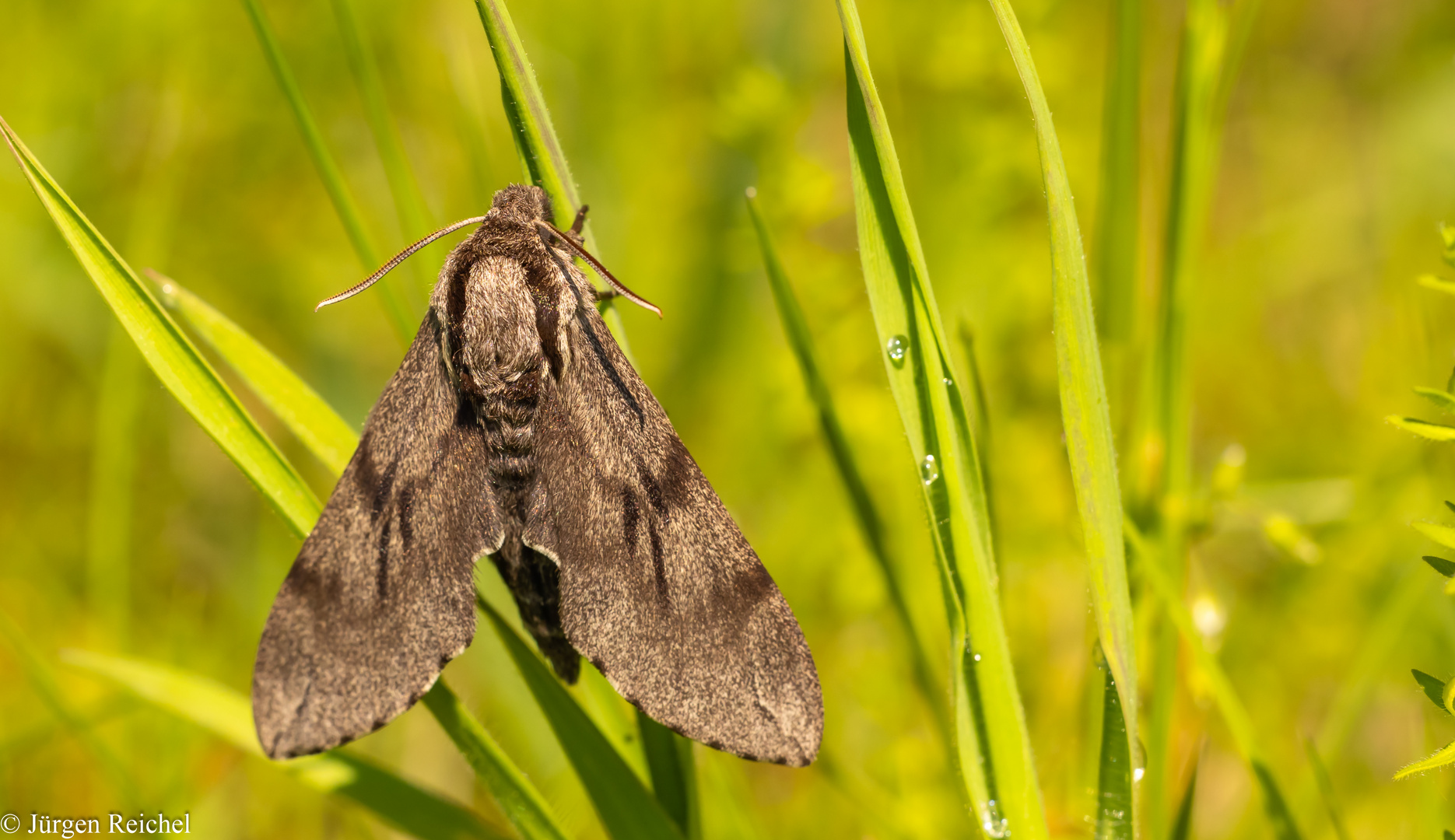 Kiefernschwärmer ( Sphinx pinastri ) 