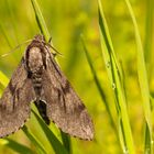 Kiefernschwärmer ( Sphinx pinastri ) 