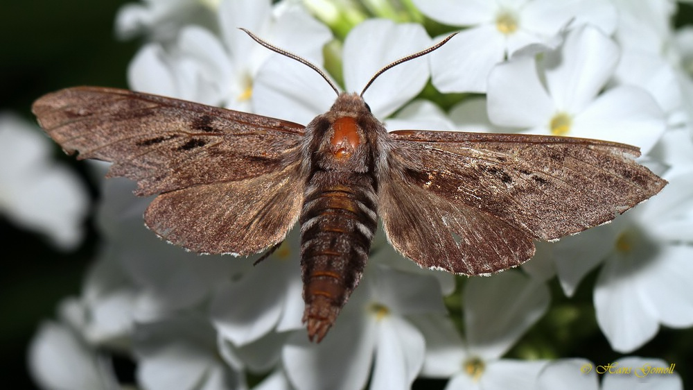 Kiefernschwärmer (Sphinx pinastri)