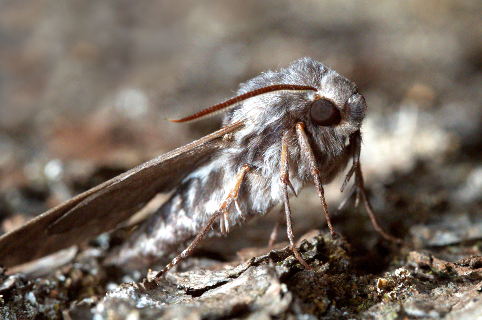 ,, Kiefernschwärmer ( Sphinx pinastri ) Flügelspannweite 70-96 mm ,,