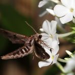 Kiefernschwärmer (Sphinx pinastri) im Flug erwischt