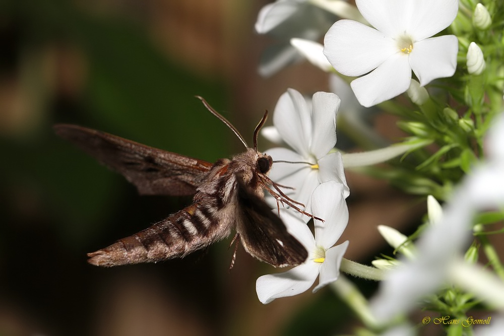 Kiefernschwärmer (Sphinx pinastri) im Flug erwischt